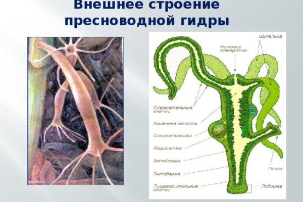 Как зайти на кракен через тор