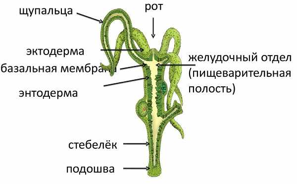 Даркнет кракен